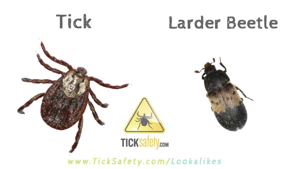 cigarette beetle vs bed bug How to differentiate drugstore beetles and beetles | Dr. Mohammed El Damir posted on the topic Drugstore beetle vs cigarette beetle: